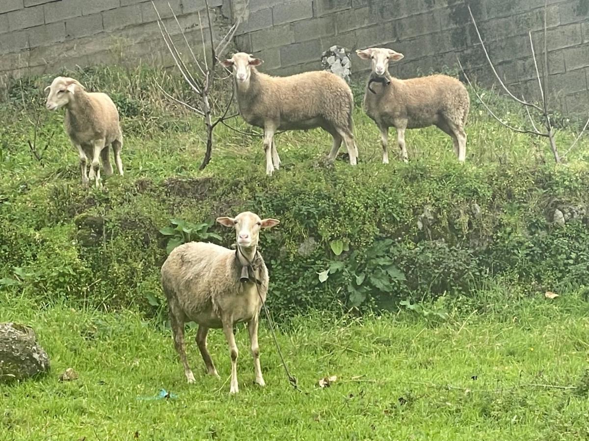Quinta Do Sonho Hébergement de vacances