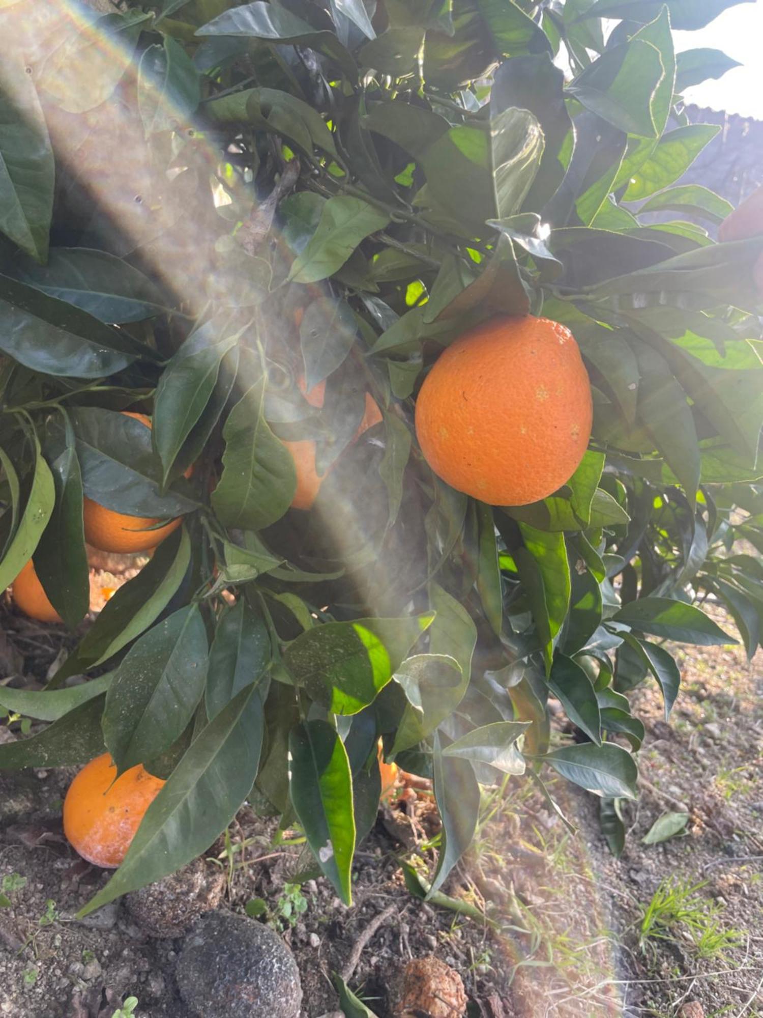 Hébergement de vacances Quinta Do Sonho *
