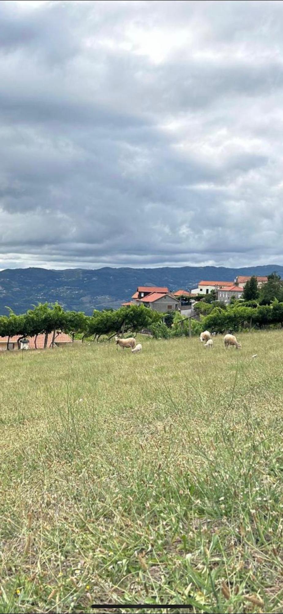 Hébergement de vacances Quinta Do Sonho *