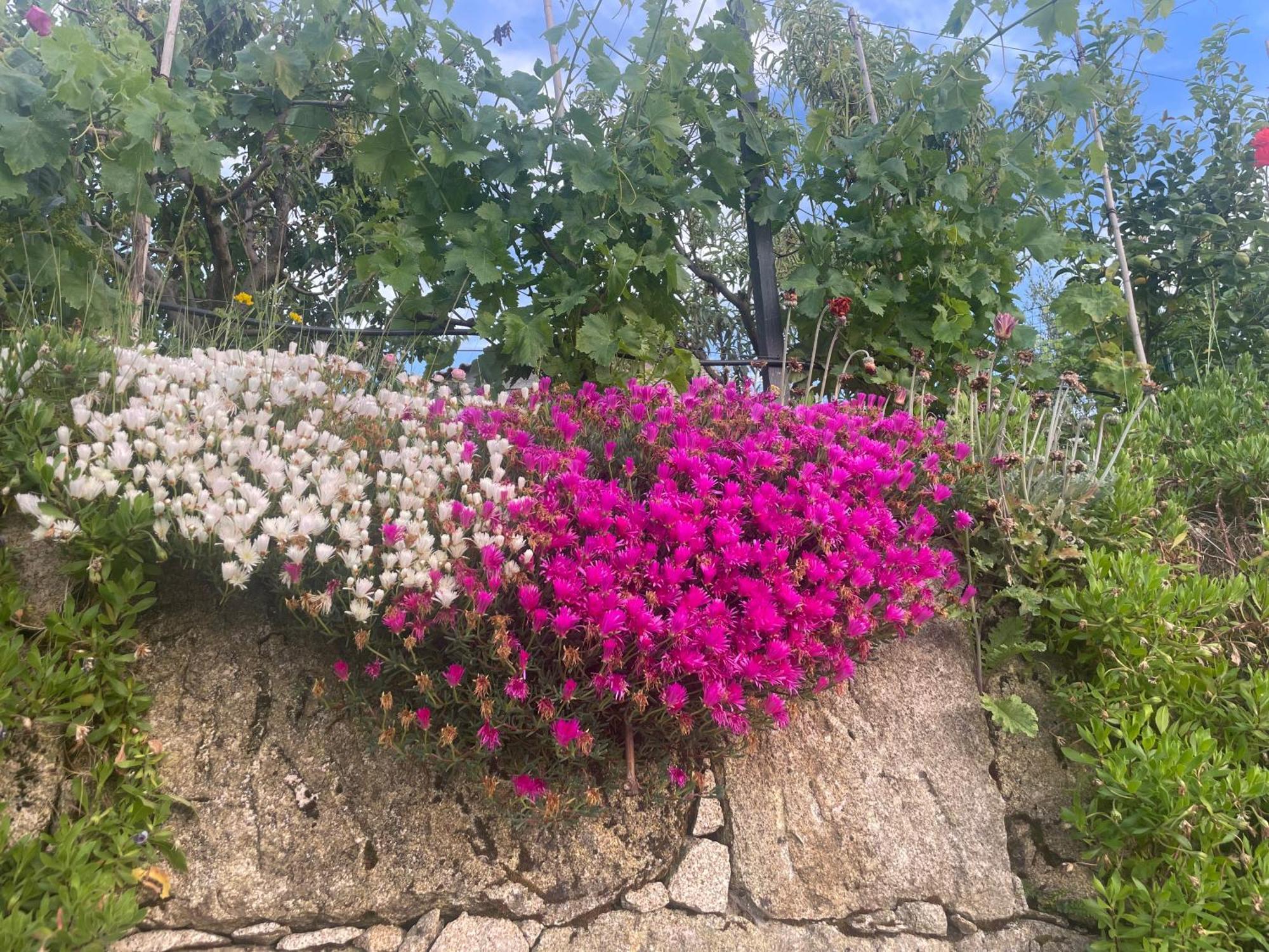 Quinta Do Sonho Hébergement de vacances *